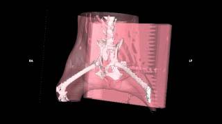 Veterinary Radiology CT 3D Reconstruction [upl. by Asserac]