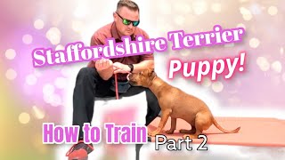 Staffordshire Terrier Puppy Training Teaching Sits and Downs Properly [upl. by Assetan]