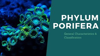 Phylum Porifera  First year BSc  ZOOLOGY 01 [upl. by Musette]