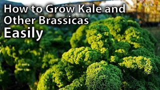 How to Grow Kale and Other Brassicas from Seed  Easy Guide [upl. by Nolrev]