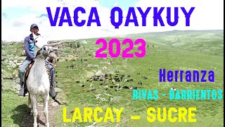 HERRANZA  VACA QAYKUY 2023  LARCAY  FAMILIA RIVAS  BARRIENTOS [upl. by Piers]