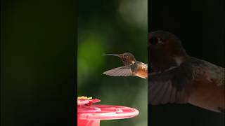 Hummingbirds Flying Backwards [upl. by Atthia634]