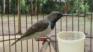 Suara sogok ontong juara nasional gacor isian lovebird ngekek [upl. by Amar]