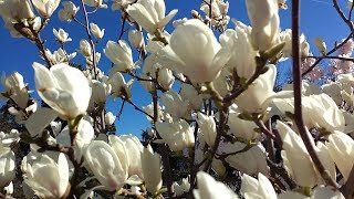 Magnolia soulangeana medicinal plant [upl. by Aifos]