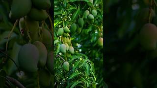 Gummosis can kill your mango tree shorts youtubeshorts shortvideo [upl. by Ynohtona]