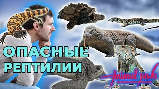 Нападения Самые страшные и опасные ящерицы и черепахи рептилии [upl. by Shani244]