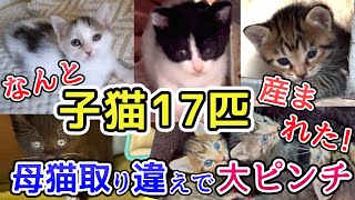 子猫17匹が庭で産まれました 母猫を取り違えて大ピンチに！【TNR保護猫活動】 [upl. by Llehsar]