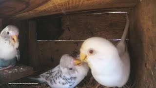 Budgie Chicks August 26th 2020  From Albino amp Recessive Pied Budgie [upl. by Con8]