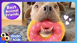 Have You Ever Seen A Dog Love Donuts This Much  Dodo Kids  Best Animal Friends [upl. by Aicenert]