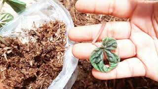 UNBOXING amp REPOTTING TANAMAN HIAS PEPEROMIA CAPERATA [upl. by Kinson]