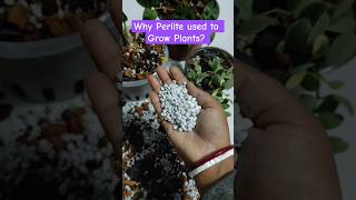 Why Perlite should use to Grow Plants  All information about Perlite for Gardening [upl. by Aleafar531]