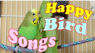 12 Hr Help Quiet Parakeets Sing Playing This Cute Budgies Chirping Reduce Stress of lonely Birds [upl. by Eyllom987]