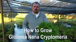 How to grow Globosa Nana Cryptomeria Dwarf Japanese Cedar with detailed description [upl. by Cal]