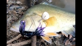 Spinnerbait fishing in and around Horsham Wimmera river [upl. by Wiburg]