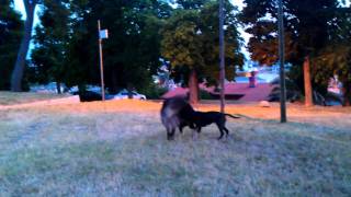 pitbull stafford vs tibetian mastiff dog fight [upl. by Oinafipe]