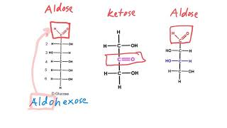 Aldose vs Ketose [upl. by Chic]