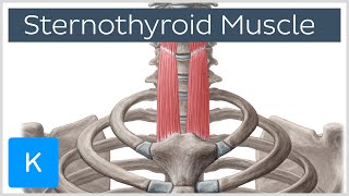 Sternothyroid Muscle Origin and Insertion  Human Anatomy  Kenhub [upl. by Innoj]