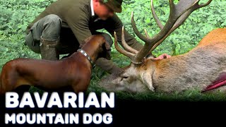 Bavarian Mountain Dog  Best Hunter  Characteristics [upl. by Nilac367]