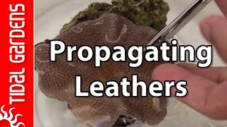 Sarcophyton Leather Coral Propagation [upl. by Rednasela]