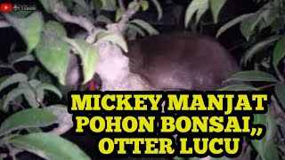 Malam hari Mickey otter yang sangat lucu manjat pohon bonsai [upl. by Kwang233]