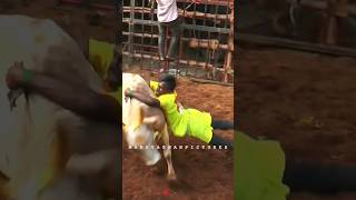 அவனியாபுரம் ஜல்லிக்கட்டு 2024 jallikattu shorts [upl. by Asit]