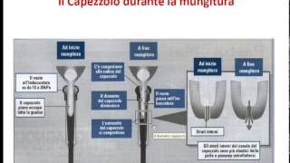 lezione latte qualità 005  Il ruolo del mungitore [upl. by Bosson]