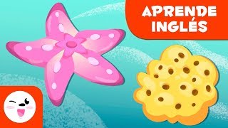 Los equinodermos y las esponjas EN INGLÉS para niños  Animales invertebrados [upl. by Arissa651]