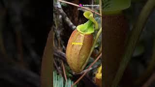 Plants That Eat Meat Carnivorous Flora facts wildlife plantcommunication nature plant [upl. by Javier]