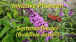 Invasive Pflanzen  Teil 6  Sommerflieder [upl. by Nork487]