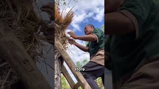 Why Wrap Trees with Rice Straw [upl. by Shaum50]