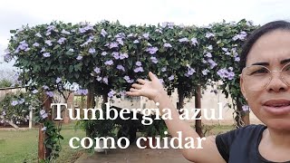 Pergolado e cerca viva de TUMBERGIA AZUL como cuidar [upl. by Ayekram578]