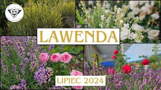 Lawenda [upl. by Tap634]