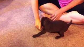 Patterdale terrier puppy training [upl. by Philina]