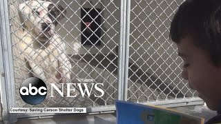 Boy Reads to Shelter Dogs so They Wont Feel Lonely [upl. by Airot165]