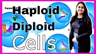 Haploid and Diploid Cells in Hindi  Chromosomes [upl. by Akired375]