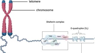 Telomere and Telomerase [upl. by Adolphus]