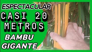 ESPECTACULARES cañas de bambu gigante bambusa vulgaris vittata [upl. by Aihsenak]