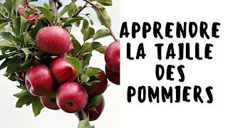 Apprendre la taille des pommiers la taille de formation des pommiers [upl. by Trudnak]