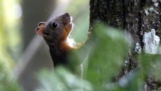 Japanese Squirrel Scurries up a Japanese Walnut Tree [upl. by Sigismondo]