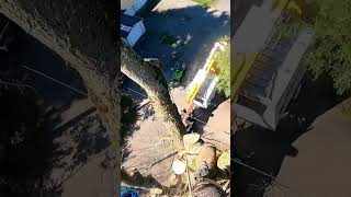 Sawing down HUGE ELM Tree Tops chainsaw [upl. by Annoerb]