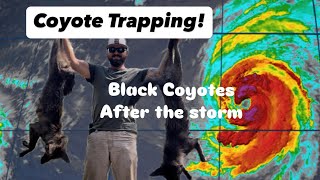 Coyote Trapping  Black Coyotes After Hurricane Helene [upl. by Hebbe]