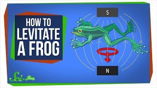 Diamagnetism How to Levitate a Frog [upl. by Ainalem]