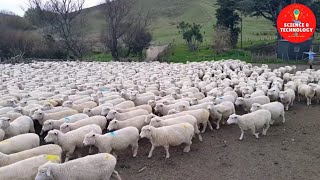 Wonderful New Zealand Sheep Farm The Largest and Most Successful Ram Breeding Operation in NZ [upl. by Arvonio]