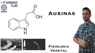 Auxinas 23 Funções Biológicas [upl. by Eyk]