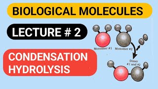 Condensation And Hydrolysis  Biological Molecules [upl. by Nami839]