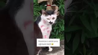 Kim Yaptı Lan Bunu Kedi Ne hale Gelmiş 😂 kedi komik shorts [upl. by Leonard]