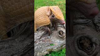 Armadillo Natures Pokémon [upl. by Davidson559]