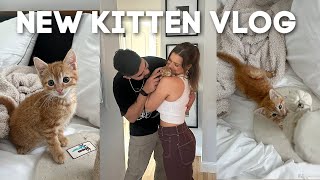 WE RESCUED A KITTEN friends  family reactions name reveal amp an emotional first night 🥹 [upl. by Romeu128]