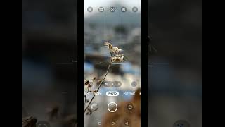 smartphone macro photography  macro lens photography  mobile macro photography  Best macro lens [upl. by Hereld]