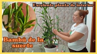 Como cuidar el BAMBÚ DE LA SUERTE para tenerlo siempre hermoso plantasdecasa [upl. by Brookes575]